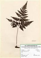 藏品(海州骨碎補)的圖片